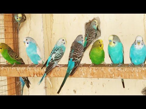 10 HOUR Budgies Singing Playing and Talking  CUTE BUDGIES sound play this video for your sad budgies