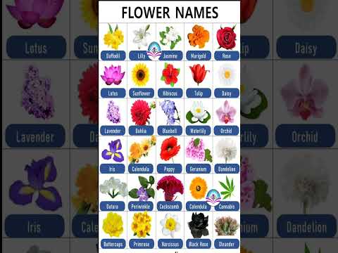 Most Important Words For Daily Use||30 Flowers Name In English||Flowers Name #grammar #flowers
