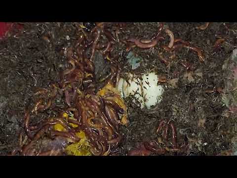 Mixed Worm Bin 4 Check-In & Feeding 42 days Since Last & 28 Days Since Last Harvest 10 Dec 2025