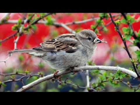 The Deep river boys- småsporven gjeng i tunet. Audio only!