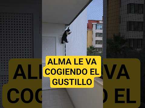 Alma le va cogiendo el gustillo #viral #cat #gatos
