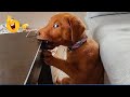The Funniest Animal Videos Compilation The Funniest Cat Dog Moments Compilation