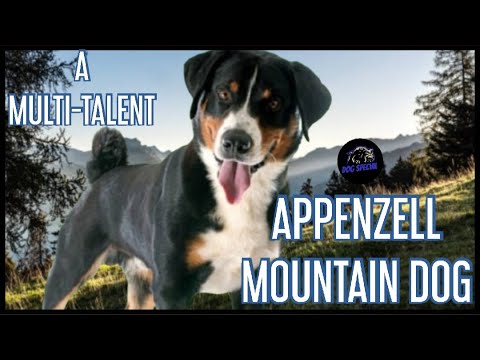 Appenzeller Sennenhund - Ein Multi Talent