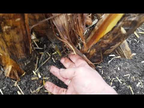 Die MUSA BASJOO BANANE wird aus dem Winterschlaf geholt am 01.05.2021.