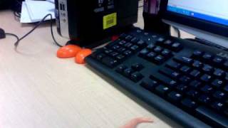 Adventures of MEXY CONE