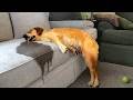 Funniest Animals Falling Asleep Try Not To Laugh