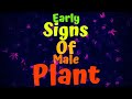 Early Signs Of Male Plant