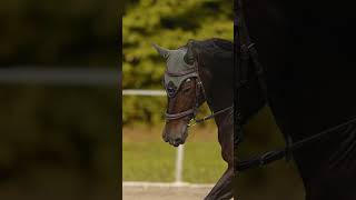 Dromy Recovery oil .: 1 l