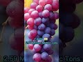 Top 10 Grape Production Countries In The World#shorts#viral #video
