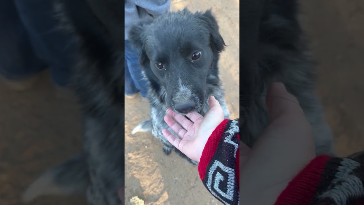 Enlarge Sasha, an adopted mixed breed in Albany, NY video 2/2