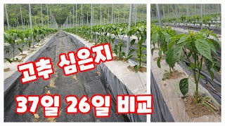 고추 심은지 37일 26일 비교 괴산청결고추 [고추재배방법]