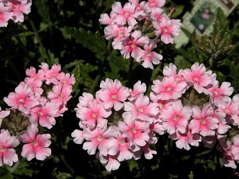 Amazing and Most Beautiful Garden Verbena Flowers | Glandularia Flowers