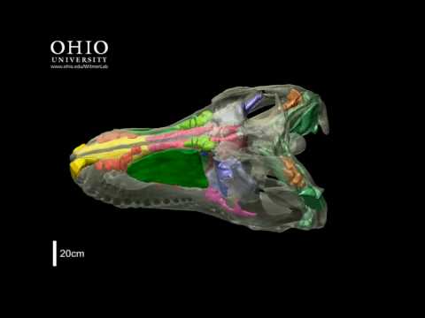 WitmerLab: Tyrannosaurus rex brain, nasal cavity, and other air spaces - Roll