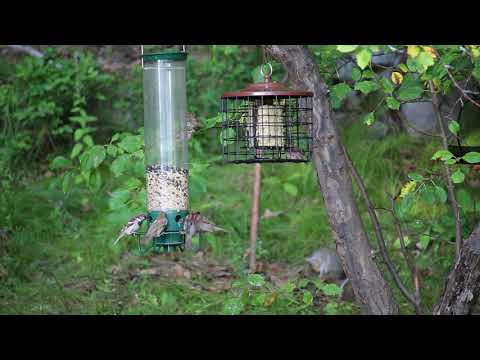 Birds feeding 7-18-20 new lens