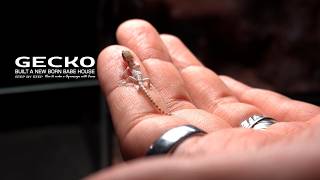 How to Create a Cement Desert Terrarium l A Year Later: Gecko Babies Hatch