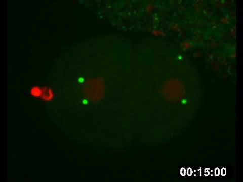 Still image from the Video of Centrosome amplification in a C. elegans embryo YouTube video