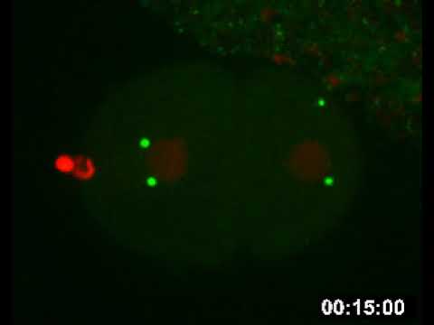 Still image from the Video of Centrosome amplification in a &lt;em&gt;C. elegans&lt;/em&gt; embryo YouTube video