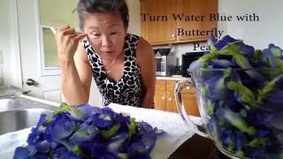 Butterfly Pea Flowers Turn Water Indigo Blue
