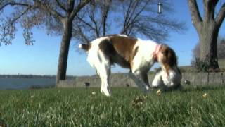 Spay It Forward: 2 Pets 2 Vets  Combating Stereotypes