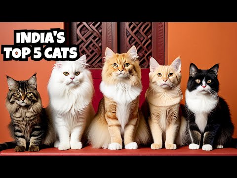 TOP 5 CAT BREEDS| INDIA| 2022 #persian cat #himalayan cat breed #bombay cat breed #maine coon ca