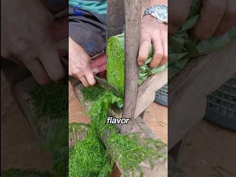 The way to dry Tobacco leaves🌱