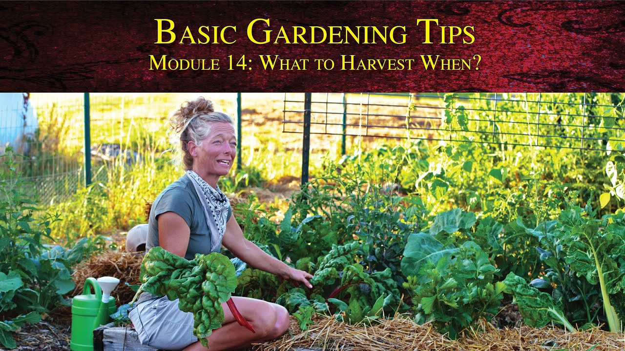 Basic Gardening Tips - Module 14: What to Harvest When?