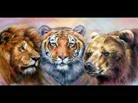 Eye of the tiger, Tribute to the greatest predator on earth the tiger.