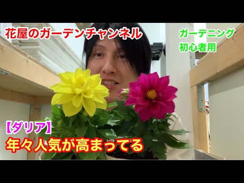 園芸 スカーレットダリア