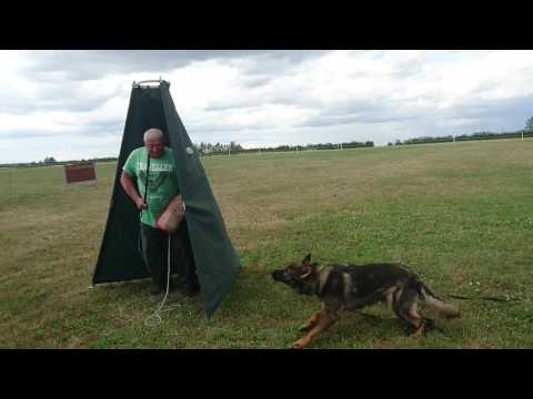 Otto vom Kranich' s Hof 1