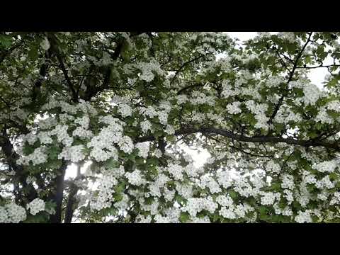 Виват Санкт-Петербург! ❤ С Днем Рождения вольный Город , Ленинградцы, Петербуржцы и Все , кто любит