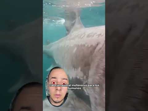 Basking shark, a marvel | • Nico Sastré • #shorts