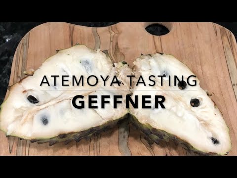 Atemoya Fruit Tasting - Geffner - Florida Tropical Fruit
