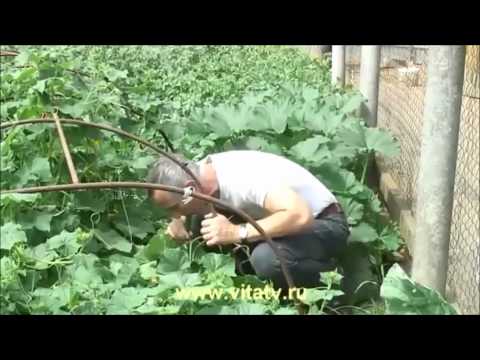 Порно - интимные стрижки