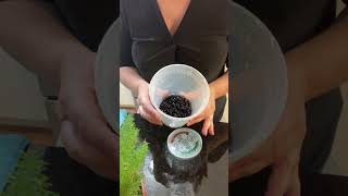 Po’Boy’s Save Money on Black Bean Sprouts 1 #blackbeans #sprouts #savemoney #po’boy #savemoneytips