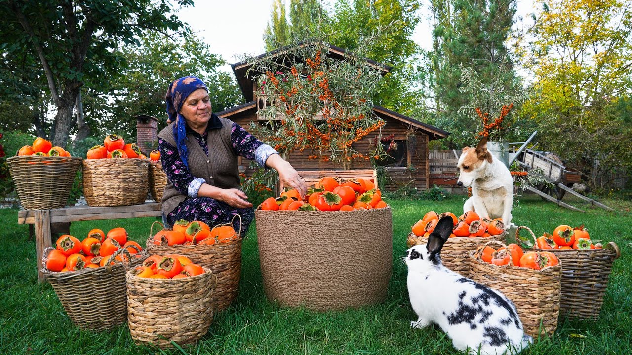 From Tree to Table: Persimmon Harvest, Drying & Pie Recipe