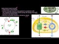 Grade 11 Life Sciences Photosynthesis