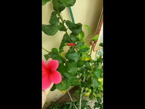 My beautiful 🌺 pink hibiscus flower