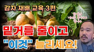 감자재배 밑거름보다 중요한 "이것" 밑거름 줄이고 "이것" 늘려주세요   | 감자 재배교육 3편 | 농사 1…