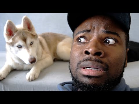 Le Loup Tueur Junior Tv Viralstat