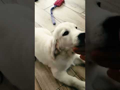 Golden Retriever puppy for sale
