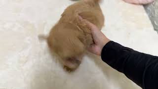 ハーフ犬の動画01