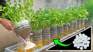 3 Super easy ways to grow celery at home with plastic bottles, large plants and quick harvest