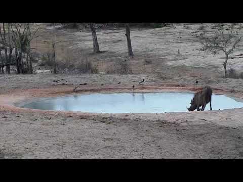 Djuma: Two Blacksmith Lapwing teens seen flying -13:39 - 10/18/19