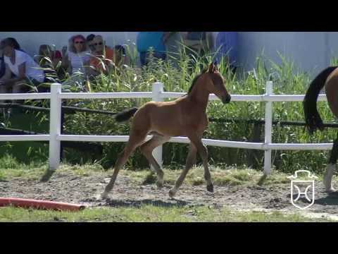 NF223 Stutfohlen von Diarado - Caretino - Painter's Row xx