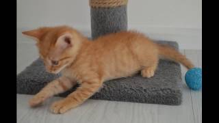 КОТЯТА В ХОРОШИЕ РУКИ ГОМЕЛЬ