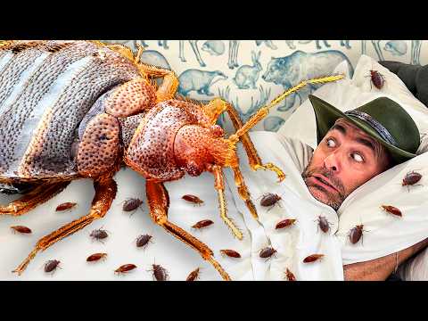 Bitten By Bed Bugs! (So You Don't Have To)
