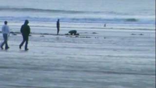 preview picture of video 'Razor clam digging at Ocean Shores.'