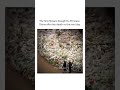 The First Bouquet In Memory Of The Princess Diana Shorts Daily Facts Global World Peace