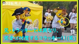 [2026.9.1] 兄貴分と同じ"マスコットけん玉対決"で自分の為すべきことを完全に理解している大人なコラッキー、キー太＆カビー！ ＠阪神甲子園球場～外周ステージ斜め45度視点～ 【阪神タイガース】