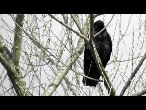 Fish Crow Calling